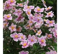 6 x Anemone tomentosa 'Robustissima' - Anémone du Japon Godet 9x9cm