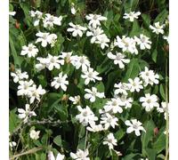 6 x anemopsis de californie - anemopsis californica - godet 9x9 cm