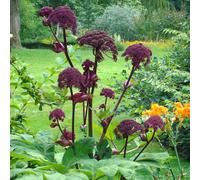 6 x angélique gigas - angelica gigas - godet 9x9 cm