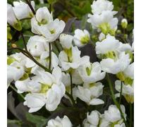 6 x arabette du caucase - ara aucasica 'bakkely' - godet 9x9 cm