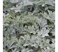 6 x armoise à feuilles de cinéraire - artemisia stelleriana 'boughton silver' -