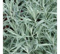 6 x Armoise argentée - Artemisia ludoviciana 'Silver Queen' - pot 9cm x 9cm