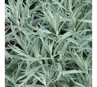6 x armoise - artemisia ludoviciana 'silver queen' - godet 9x9 cm