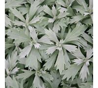 6 x armoise - artemisia ludoviciana 'valerie finnis' - godet 9x9 cm