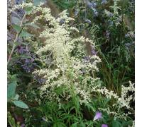 6 x armoise chinoise - artemisia lactiflora - godet 9x9 cm