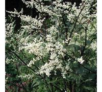 6 x armoise chinoise - artemisia lactiflora 'guizhou' - godet 9x9 cm