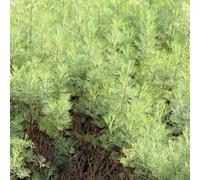 6 x armoise citronnelle - artemisia abrotanum - godet 9x9 cm