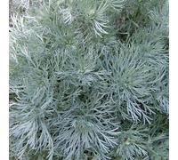 6 x armoise schmidtiana - artemisia schmidtiana 'nana' - godet 9x9 cm