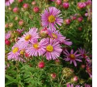 6 x Aster à feuilles de chenille - Aster novae angliae 'Harrington's Pink' - pot 9cm x 9cm