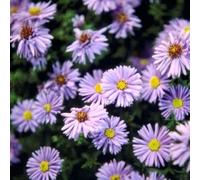 6 x Aster à feuilles lisses - Aster novi belgii 'Marie Ballard' - pot 9cm x 9cm