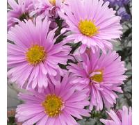 6 x Aster à feuilles lisses - Aster novi belgii 'Sarah Ballard' - pot 9cm x 9cm
