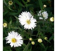 6 x Aster à feuilles lisses - Aster novi belgii 'White Ladies' - pot 9cm x 9cm