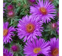 6 x Aster à feuilles rugueuses 'Purple Dome' - Aster novae-angliae 'Purple Dome' - pot 9cm x 9cm