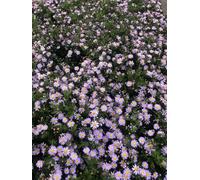 6 x Aster ageratoides 'Stardust' - Aster d'automne en pot de 9x9 cm