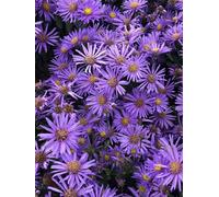 6 x Aster amellus 'Blue King' - Aster de montagne en pot de 9x9 cm