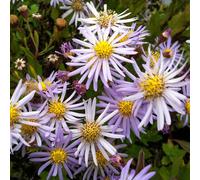 6 x Aster Asran - Aster 'Asran' - pot 9cm x 9cm