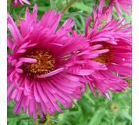 6 x Aster - Aster novae angliae 'Andenken An Alma Potschke' - Pot 9cm x 9cm