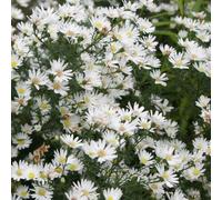 6 x Aster de Pringleis Monte Cassino - Aster 'Monte Cassino' - Pot 9cm x 9cm
