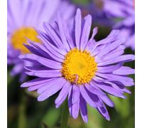 6 x Aster de printemps 'Beauté sombre' - Aster alpinus 'Dunkle Schone' - pot 9cm x 9cm