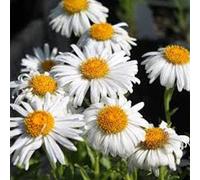 6 x aster des alpes - aster alpinus 'albus' - godet 9x9 cm