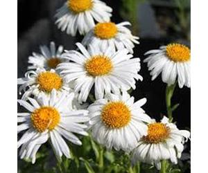 6 x aster des alpes - aster alpinus 'albus' - godet 9x9 cm