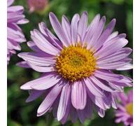 6 x aster des alpes - aster alpinus 'happy end' - godet 9x9 cm
