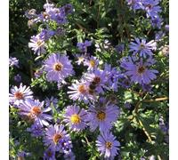6 x aster des pyrénées - aster pyrenaeus 'lutetia' - godet 9x9 cm