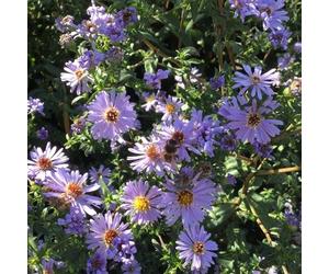 6 x aster des pyrénées - aster pyrenaeus 'lutetia' - godet 9x9 cm