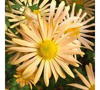 6 x Aster d'hiver à floraison précoce - Chrysanthemum 'Mary Stoker' - pot 9cm x 9cm