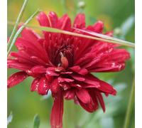 6 x Aster d'hiver - Chrysanthemum 'Duchess Of Edinburgh' - Pot 9cm x 9cm
