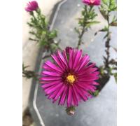 6 x Aster Dumosus 'Jenny' - Aster d'automne en pot de 9x9 cm