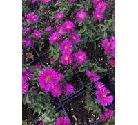 6 x Aster dumosus 'Starlight' - Aster en pot de 9x9 cm