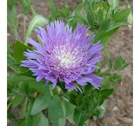 6 x Aster en corbeille - Stokesia laevis - pot 9cm x 9cm