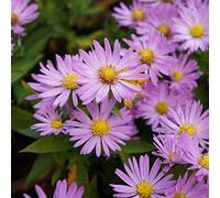 6 x Aster en coussin - Aster dumosus 'Anneke' - pot 9cm x 9cm