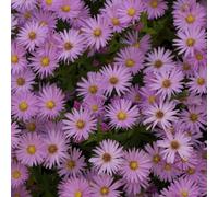 6 x Aster en coussin - Aster dumosus 'Herbstgruss Von Bresserhof' - pot 9cm x 9cm