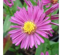 6 x Aster en coussin - Aster dumosus 'Jenny' - Pot 9cm x 9cm