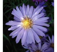 6 x Aster en coussin - Aster dumosus 'Lady In Blue' - pot 9cm x 9cm