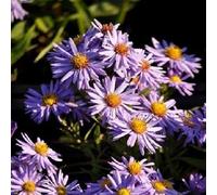 6 x Aster en coussin - Aster dumosus 'Professor Anton Kippenberg' - pot 9cm x 9cm