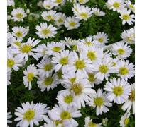6 x Aster en coussin - Aster dumosus 'Schneekissen' - pot 9cm x 9cm