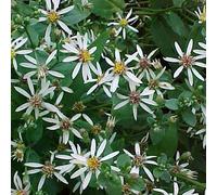 6 x Aster encombrant - Aster divaricatus - pot 9cm x 9cm