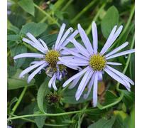 6 x Aster Frikarts Moine - Aster frikartii 'Moench' - pot 9cm x 9cm