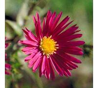6 x Aster grand d'automne 'Crimson Brocade' - Aster Novi Belgii - Godet 9x9cm - Fleurs rouge écarlate, automnales