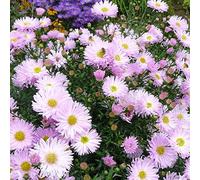 6 x Aster grand d'automne 'Fellowship' - Aster Novi Belgii - Godet 9x9cm - Grande floraison jaune d'or