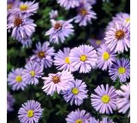 6 x Aster grand d'automne 'Marie Ballard' - Aster Novi Belgii - Godet 9x9cm - Fleurs doubles lilas, touffues