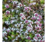 6 x Aster horizontal - Aster lateriflorus 'Lady In Black' - pot 9cm x 9cm