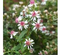 6 x Aster laterifolius 'Prince' - Aster Lateriflorus 'Prince' - Godet 9x9 cm, Fleurs Mauves, Parfait pour Jardins d'Automne