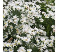 6 x aster 'monte cassino' - godet 9x9 cm