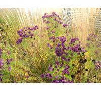 6 x Aster novae-angliae 'Purple Dome' - Aster d'automne en pot de 9x9 cm
