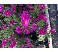 6 x Aster novi-belgii 'Royal Ruby' - Aster d'automne en pot de 9x9 cm