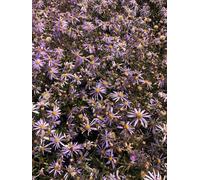 6 x Aster pyrenaeus 'Lutetia' - Aster en pot de 9x9 cm